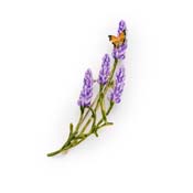 Lavender Brooch By Bill Skinner