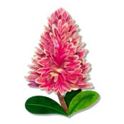 Pink Mulla Mulla Brooch By Erstwilder